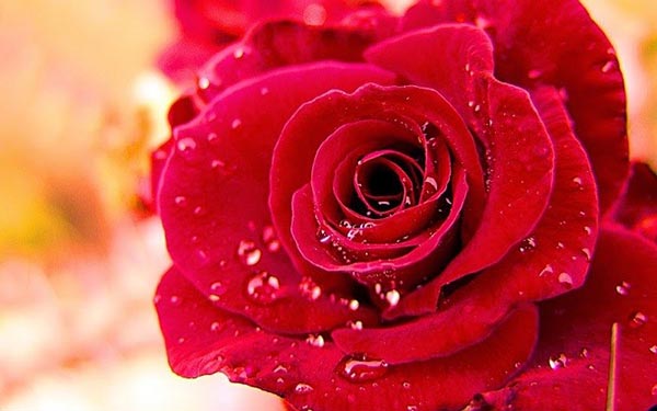 Hoa hồng tượng trưng cho tình yêu