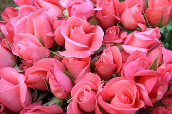 Hoa hồng đẹp tặng người yêu