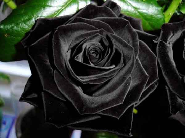 Hoa hồng chia buồn