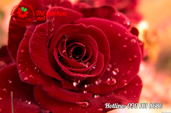 Giải mã ý nghĩa hoa hồng đỏ - Loài hoa có vẻ đẹp ngọt ngào
