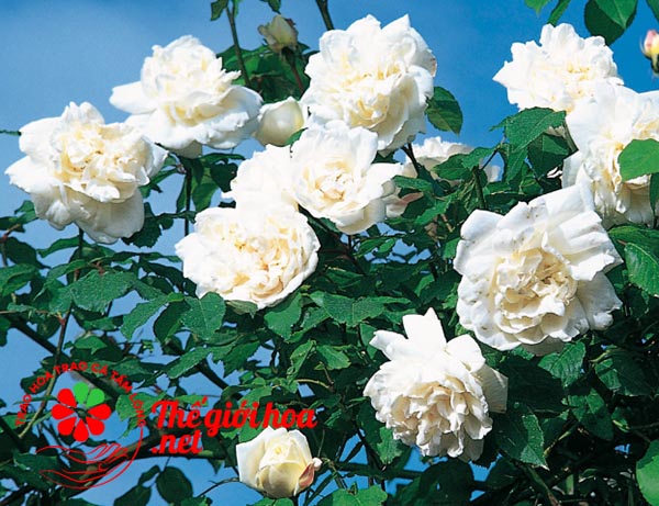 Ý nghĩa hoa hồng trắng