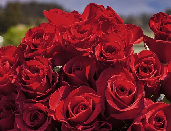  Ý nghĩa của hoa hồng Ecuador - loài hoa quyến rũ nàng thơ