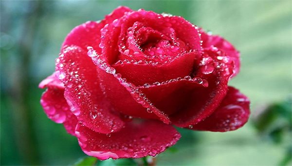 Màu sắc hoa hồng Ecuador