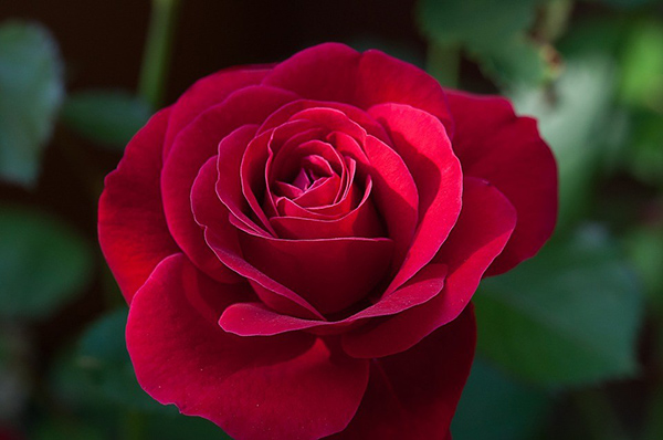 Hoa hồng ecuador đỏ