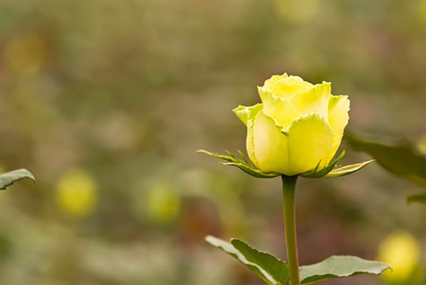 Hoa hồng ecuador vàng