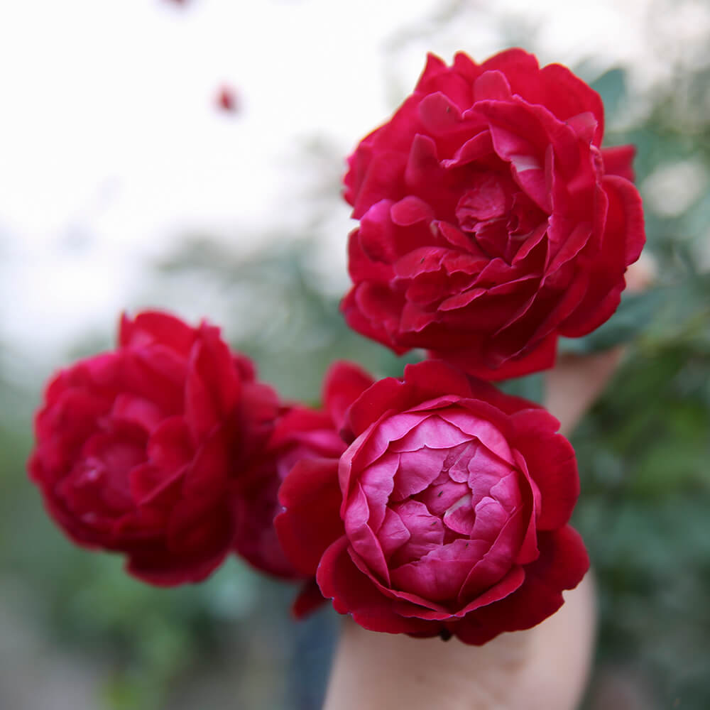 ý nghĩa hoa hồng theo màu sắc