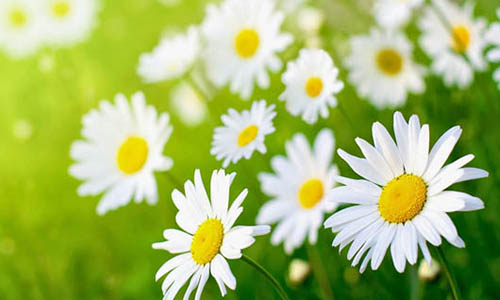 Những ý nghĩa của hoa Cúc mà rất nhiều người chưa biết