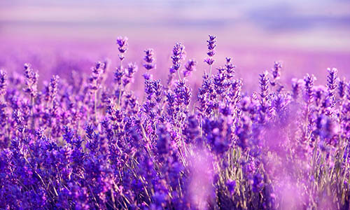 Ý nghĩa hoa lavender (hoa oải hương) - loài hoa tím ngọt ngào
