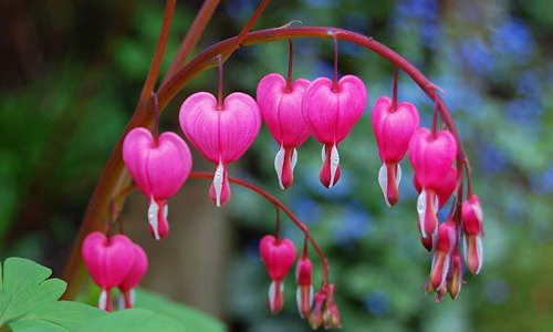 Ý nghĩa của hoa Tigon, loài hoa mang dáng hình tim vỡ