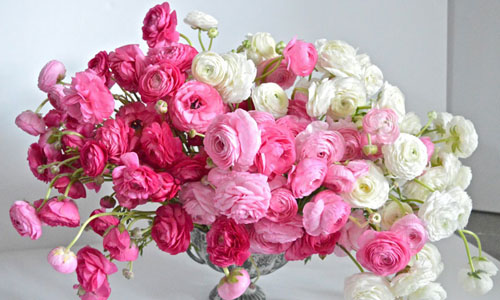 Hoa Mao lương, loài hoa dễ dàng đốn tim chị em phái đẹp